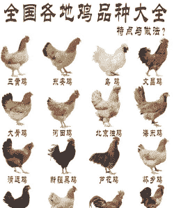 中国有什么鸡种类