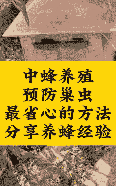 养蜂注意什么问题