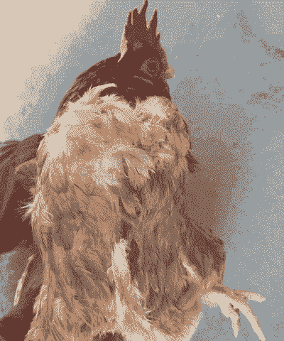 淘汰鸡是什么鬼