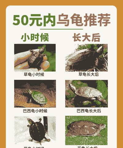 养殖什么龟比较挣钱