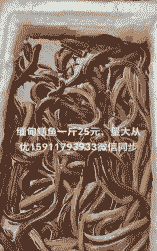 缅甸的黄鳝什么价