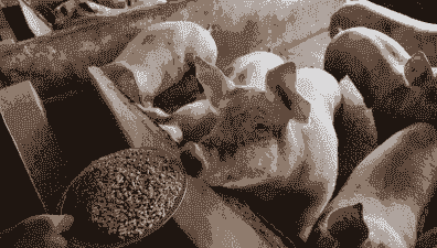 冬季喂猪多喂什么