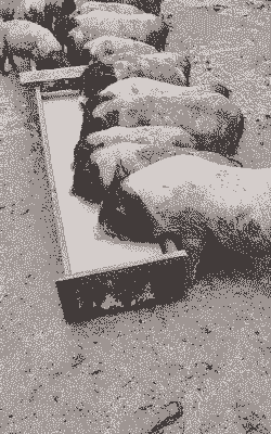 土猪吃什么食物