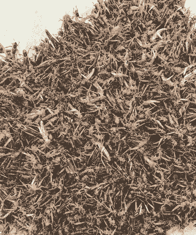 蚂蚱养殖喂什么饲料