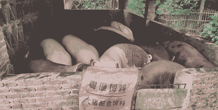 广东有什么猪饲料