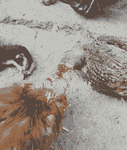 春天肉鸡得什么病