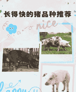 什么仔猪长的快