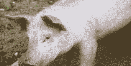 小猪乙脑有什么症状