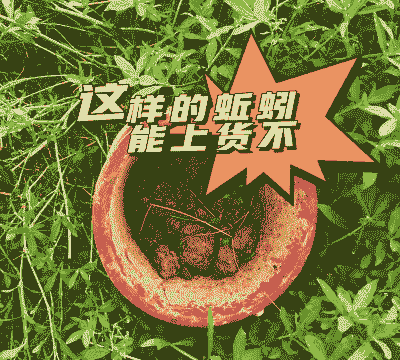 养殖蚯蚓可以养什么