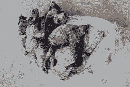 乌鸡养殖饲料是什么