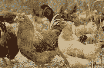 春天吃什么畜类好