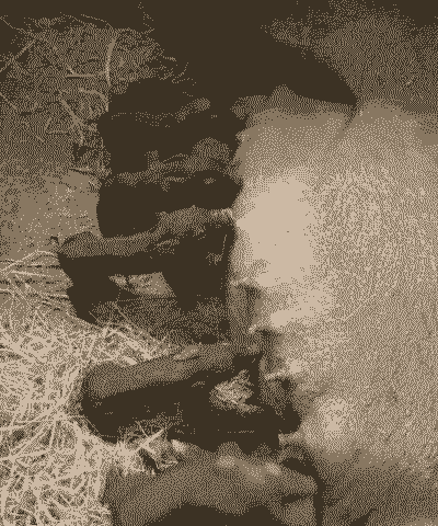 猪为什么会早产