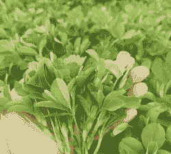 喂猪用什么牧草好