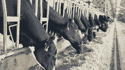 奶牛喂什么饲料最好