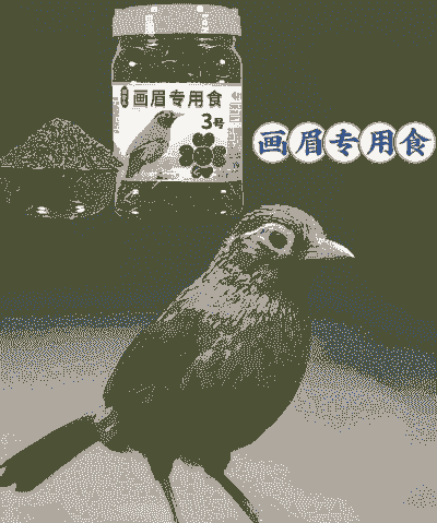 画眉雏鸟喂什么食料
