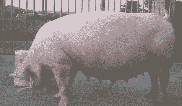 怀孕母猪用什么