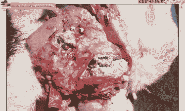 小牛犊肺炎什么症状