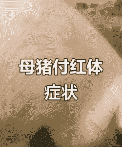 母猪得附红什么