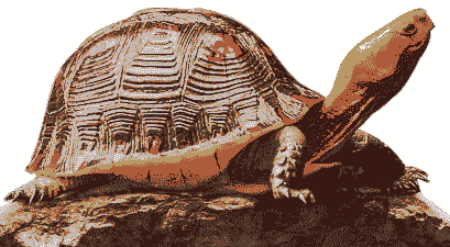 专业养殖什么乌龟赚钱