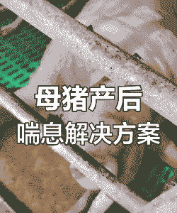 母猪产后喘咋办