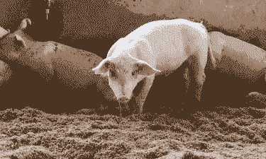 饲料拌什么喂猪好