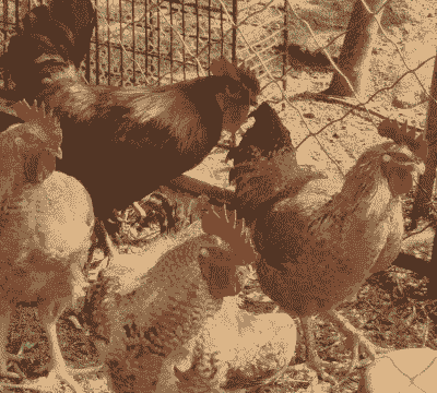 养鸡喂什么肉质更好