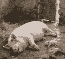 母猪产后躺着不吃