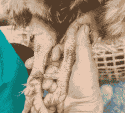 养鸡为什么要绑脚