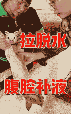 仔猪水里加什么保健