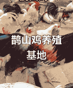 山东养什么最赚钱