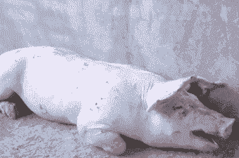 小猪喘气有什么症状