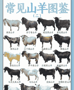 畜牧的引种叫什么