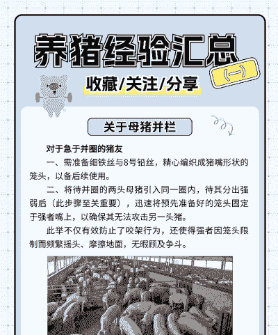 为什么要给猪催肥