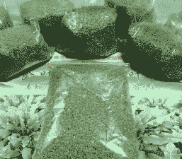 什么叶子可做饲料