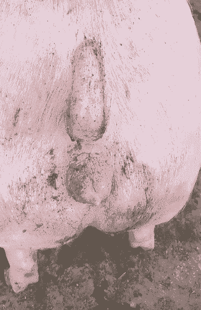 母猪产后还哆嗦