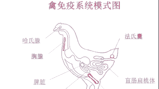 为什么肉鸡免疫接