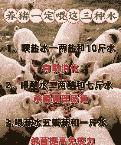 肥美喂猪有什么作用