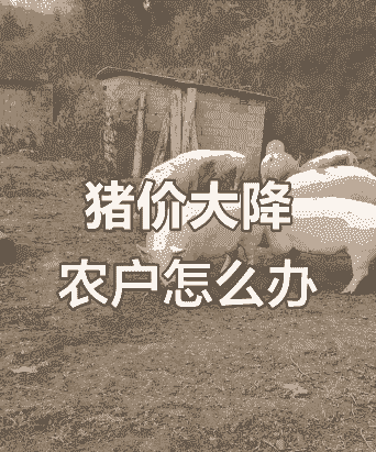 猪为什么掉价了