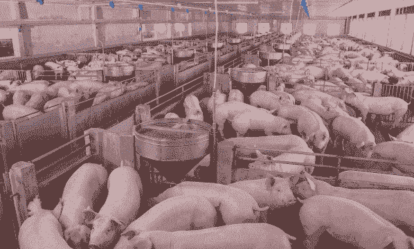 饲养业养什么好