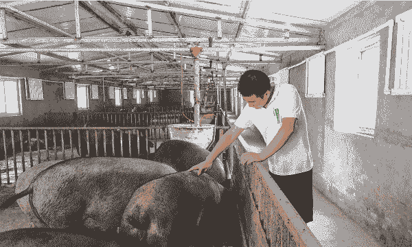 什么是温氏生猪