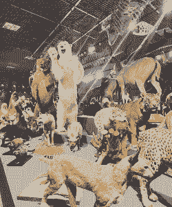 畜牧展是什么动物