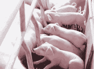 小猪什么是弱仔