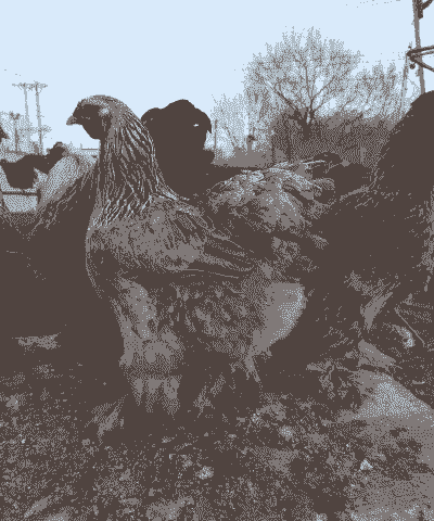 东北家禽都是什么