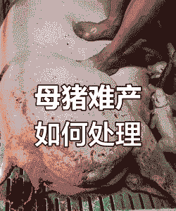 母猪为什么容易难产