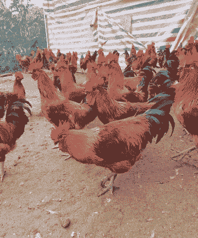 中国养鸡什么鸡最贵