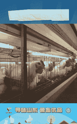 山东肉鸡什么样