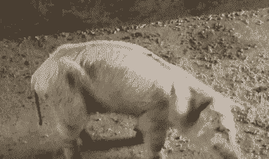 猪转圈叫什么病