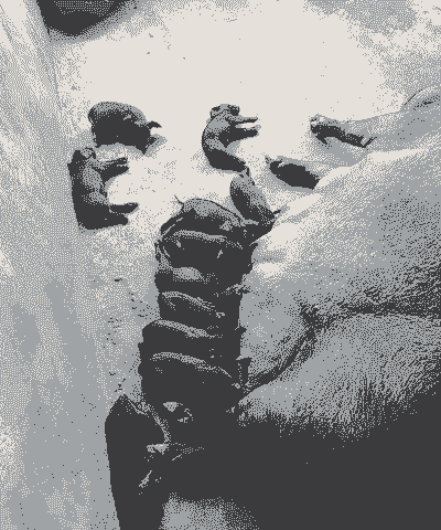 母猪产后全身发黑