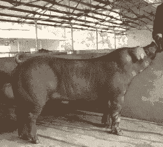 种公猪什么品种最好