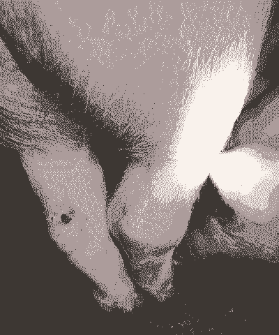 母猪关节肿大什么病